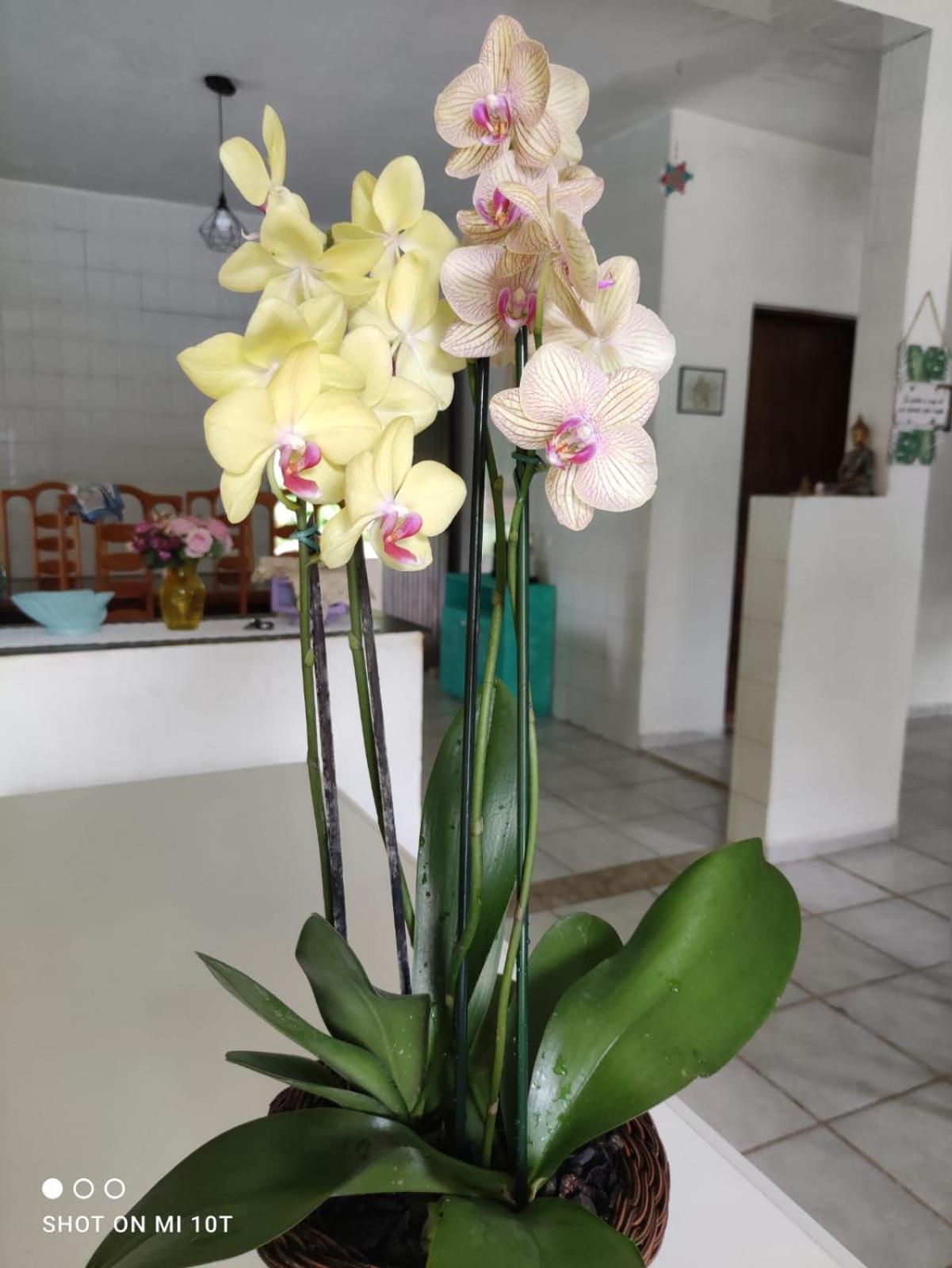 Renovo Beija-Flor Hostel E Espaco Terapeutico Bertioga Eksteriør bilde